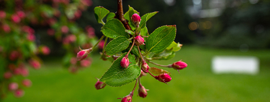 wallpape-1050x399-crop-478b24840a_1050x399_crop_478b24840a
