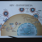 hiv-patogeneza_135x135_crop_478b24840a