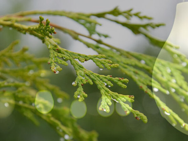 izlsedovatelski-centur-cog_600x450_crop_478b24840a